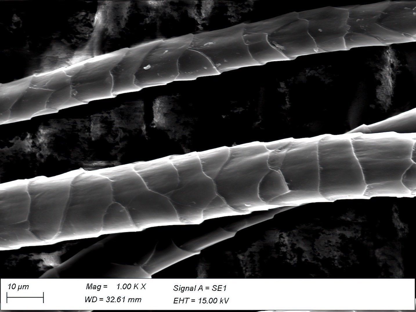 Australian Wool fibers, fineness 15 micron, scanning electron microscope, CNR Biella. Courtesy of: CNR Biella